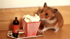 Які делікатеси можуть бути надані хом'яком